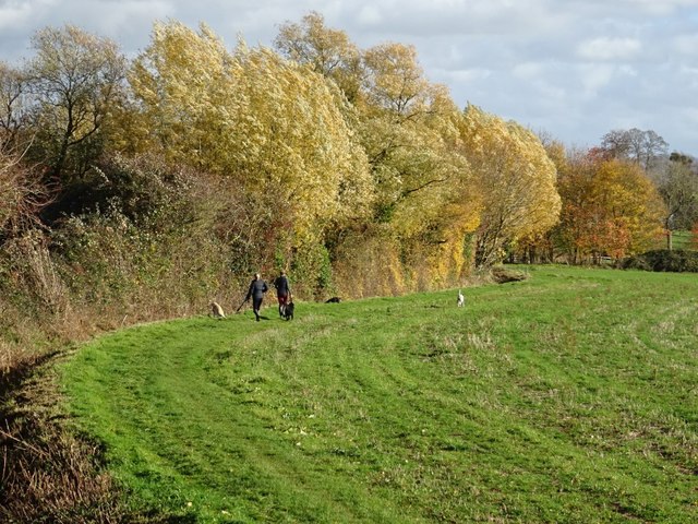 How to Start a Dog Walking Business From Home UK: Costs and First Clients