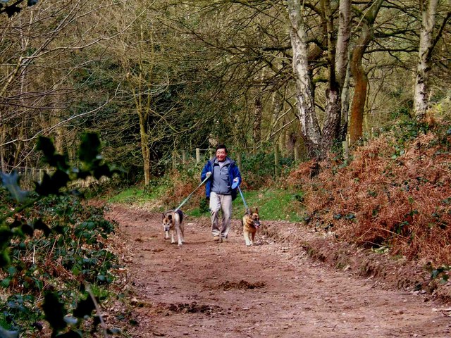"Dog walker holding leads with two dogs on a woodland path in Kingsford Forest Park"