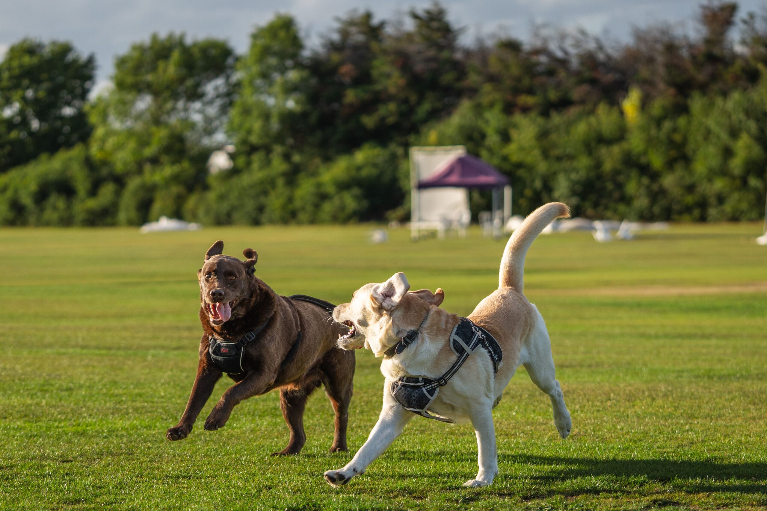 "Two Labrador Retrievers running and playing together on a sunny green field"